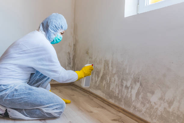 Licensed Mold Inspection service in Currituck, NC - WQB Mold Removal